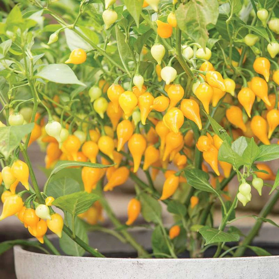 Biquinho Yellow Hot Chili Pepper Seeds