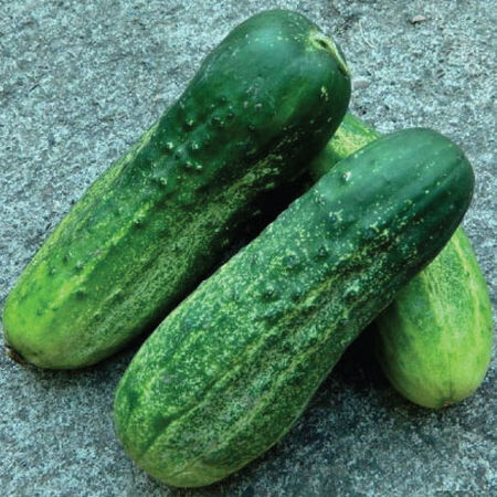 Calypso F1 Cucumber 25+Seeds – Disease Resistant Crisp High Yield Pickling Cucumber Sprouts and Petals