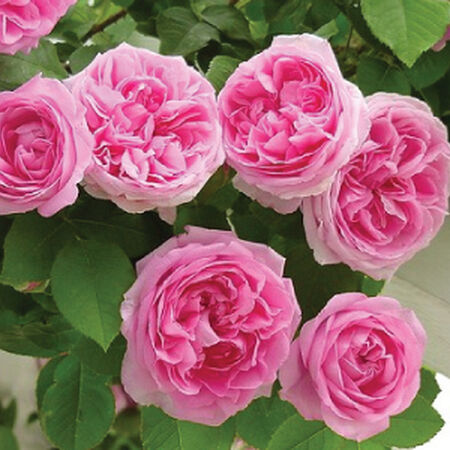 Pink Climbing Rose 10 Seeds – Romantic Pink Climber – Fragrant Garden Rose – Trellis & Arbor Flower Seeds