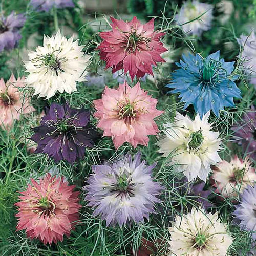 Miss Jekyll Love in a Mist Nigella 100+Seeds | Blue Cottage Garden Flowers | Cut & Dried Flower