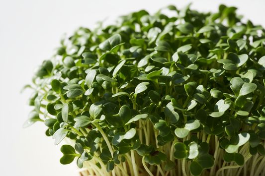 microgreens tatsoi mustard