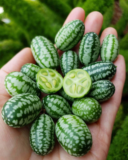 🌿 Mexican Sour Gherkin Cucamelon / Mouse Melon Cucumber Seeds