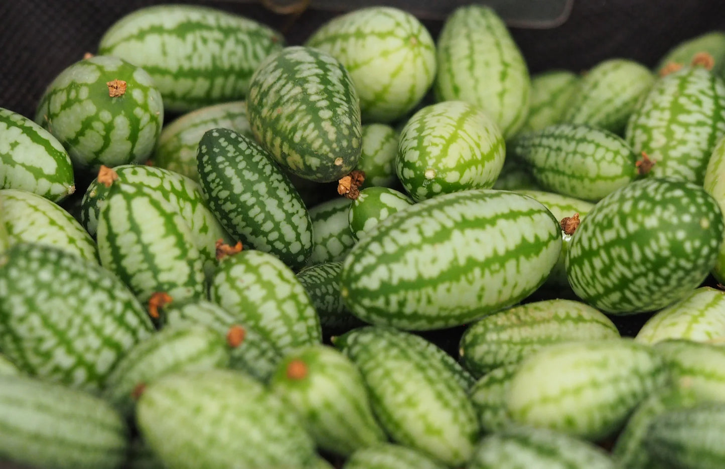 🌿 Mexican Sour Gherkin Cucamelon / Mouse Melon Cucumber Seeds