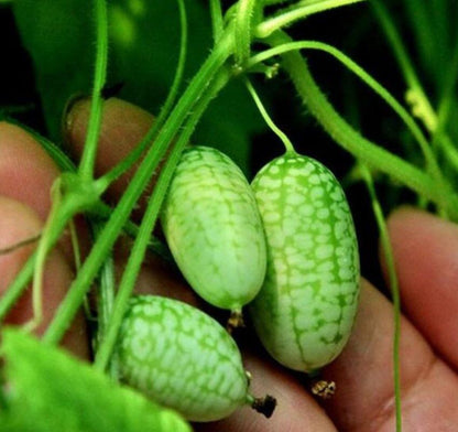 🌿 Mexican Sour Gherkin Cucamelon / Mouse Melon Cucumber Seeds