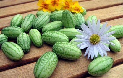 🌿 Mexican Sour Gherkin Cucamelon / Mouse Melon Cucumber Seeds