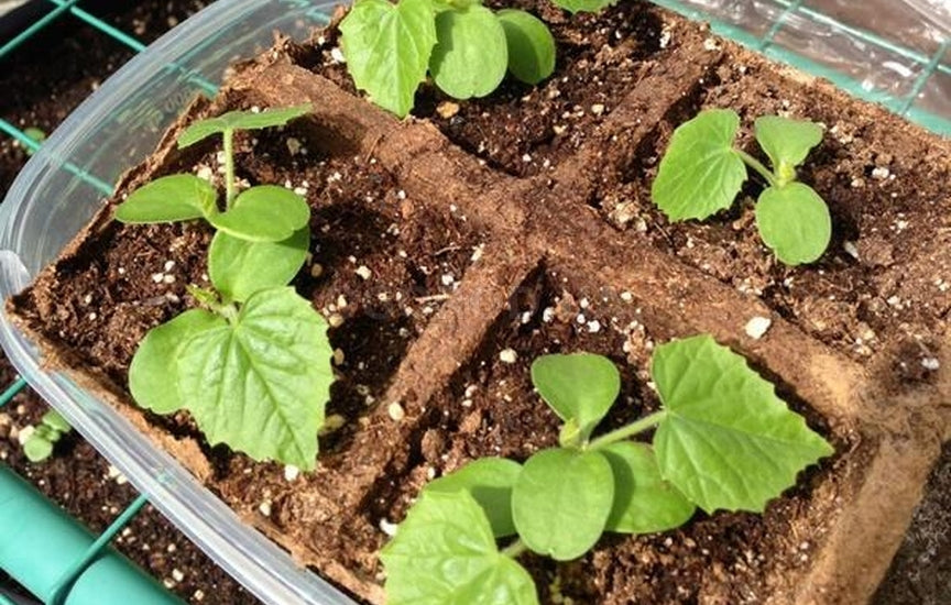 🌿 Mexican Sour Gherkin Cucamelon / Mouse Melon Cucumber Seeds