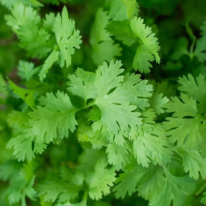 Cilantro ‘Leisure’ Slow-Bolt Seeds – Heirloom Non-GMO Coriander