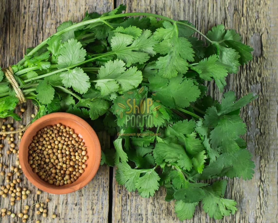 Cilantro ‘Leisure’ Slow-Bolt Seeds – Heirloom Non-GMO Coriander