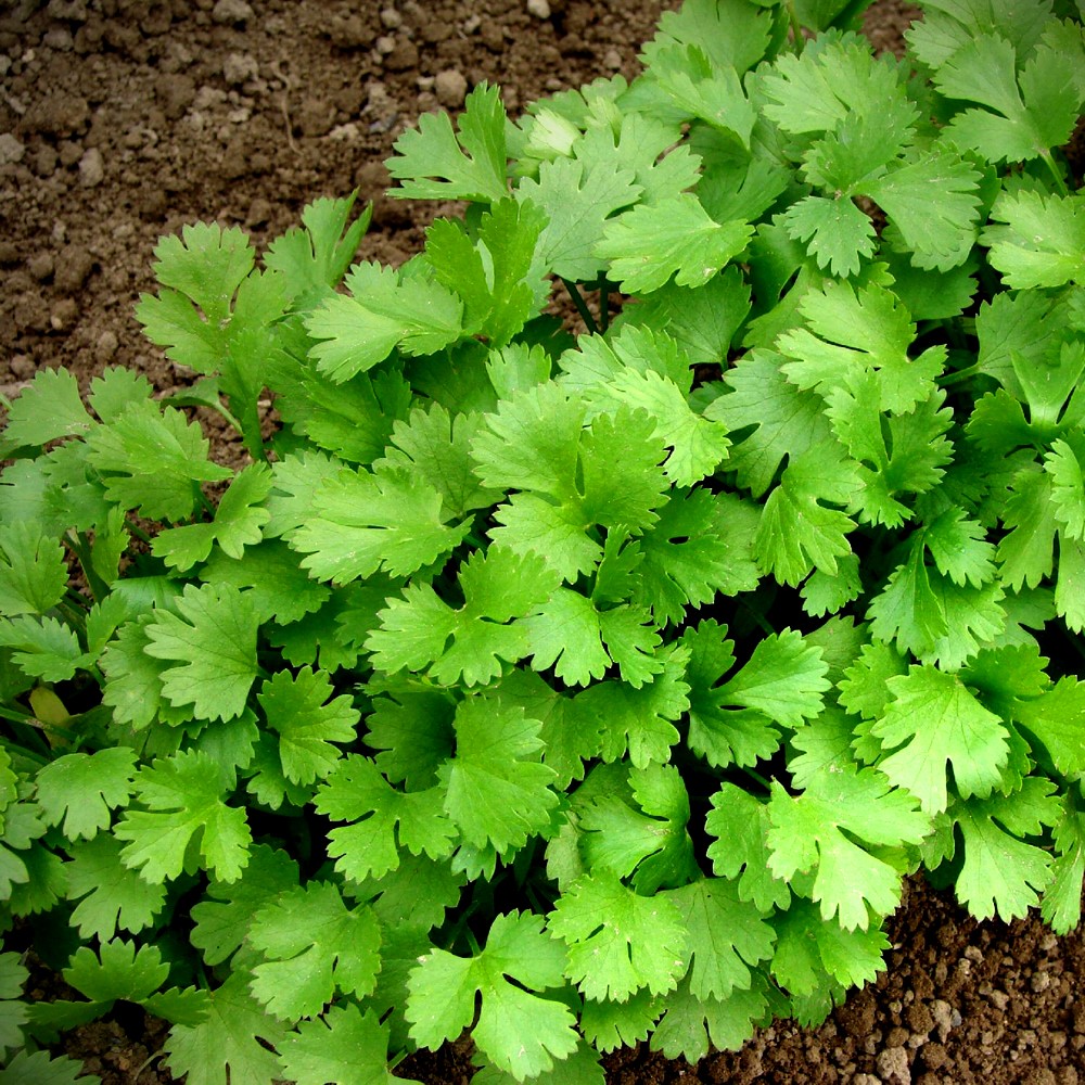 Cilantro ‘Leisure’ Slow-Bolt Seeds – Heirloom Non-GMO Coriander
