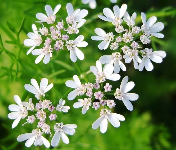 Cilantro ‘Leisure’ Slow-Bolt Seeds – Heirloom Non-GMO Coriander