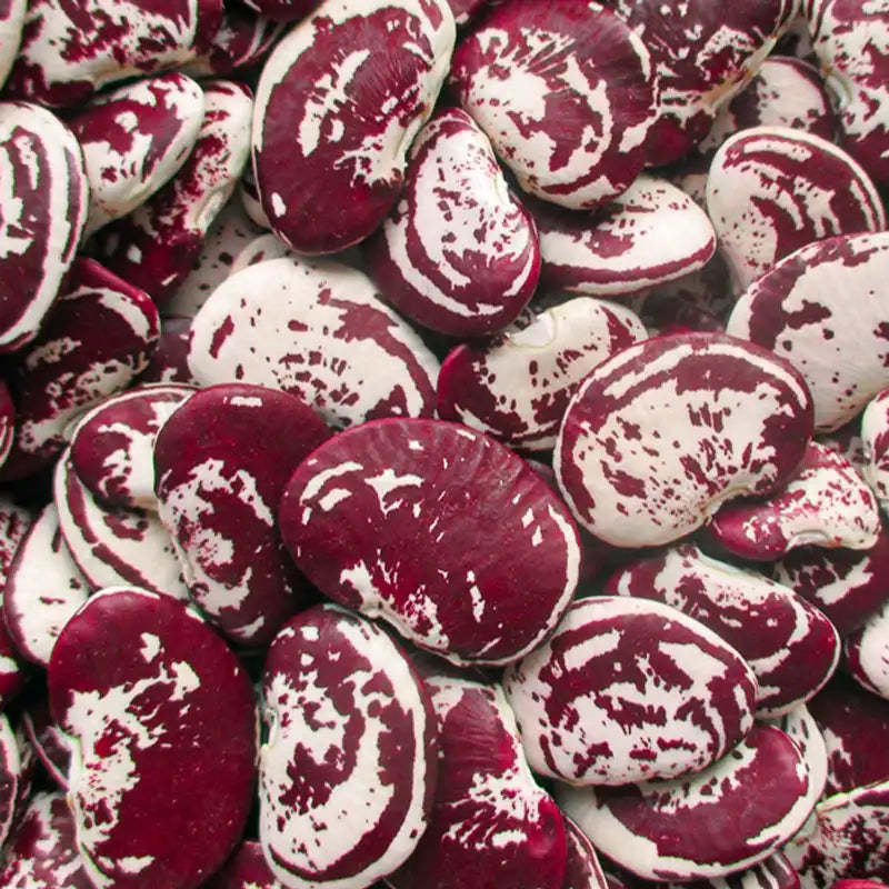 Christmas Pole Lima Bean Seeds – Heirloom Pole Bean Seeds for Dry Beans & Fresh Eating