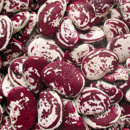 Christmas Pole Lima Bean Seeds – Heirloom Pole Bean Seeds for Dry Beans & Fresh Eating
