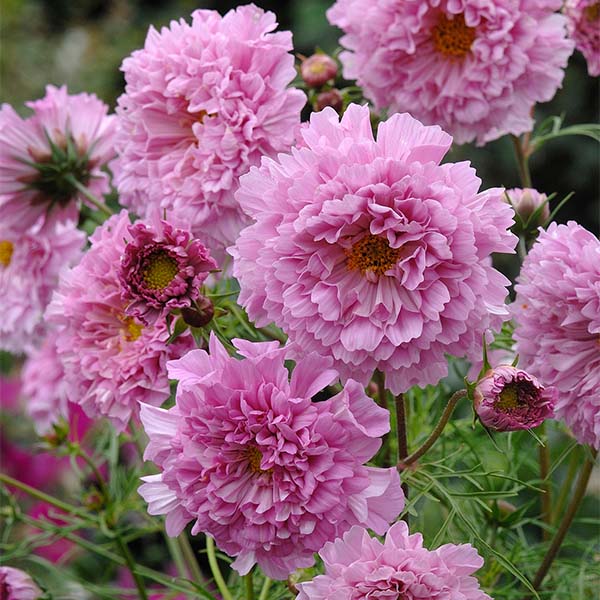 Double Click Rose BonBon Cosmos Seeds – Double Rose Pink Cosmos