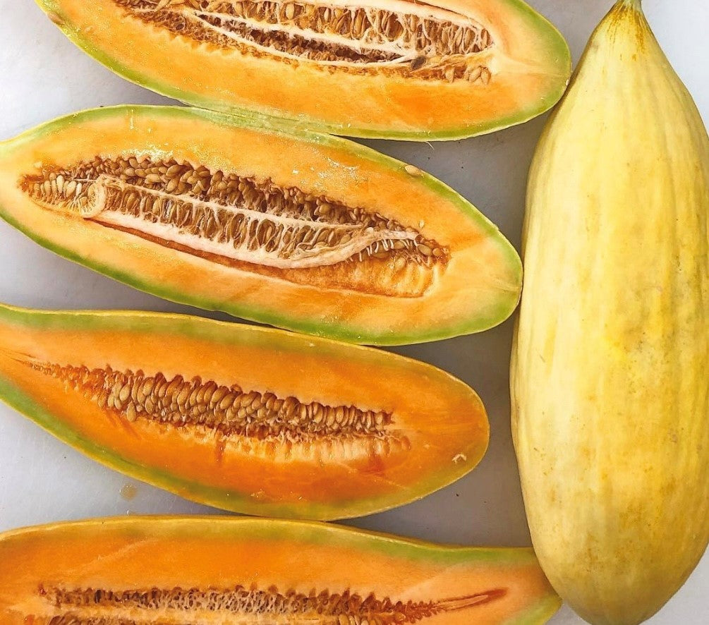 Four elongated Sprouts and Petals banana melons with sweet orange flesh are pictured—three are sliced open to reveal the central line of seeds, while one remains whole, showcasing its distinct yellow skin. The slices highlight the signature lengthwise seeds, characteristic of this unique heirloom Banana Melon grown from Banana Melon Seeds – Sweet Yellow Heirloom Melon (50 seeds).