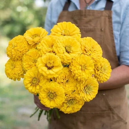 Benary’s Giant Golden Yellow Zinnia 25+Seeds – Large Double Yellow Zinnias