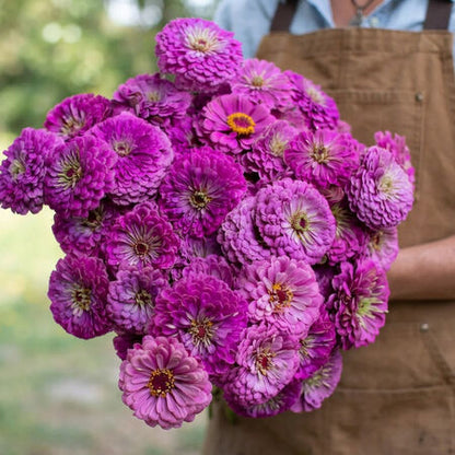 Benary’s Giant Lilac Zinnia 25+Seeds – Lavender Purple Zinnias – Large Double Cut Flowers