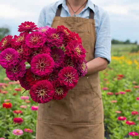 Benary’s Giant Wine Zinnia 25 Seeds – Deep Wine Burgundy Zinnias – Large Double Cut Flowers
