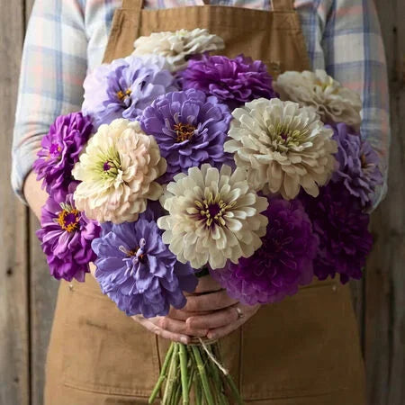 Blueberry Cheesecake Zinnia Seeds – Purple & Cream Zinnias – Unique Bi-Color Zinnia – Cut Flower Garden Seeds