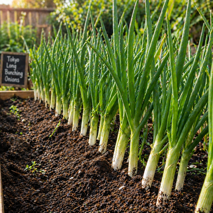 Tokyo Long Bunching Onion Seeds – Heirloom Green Onion Seeds – Hardy Japanese Onion – Cut and Come Again