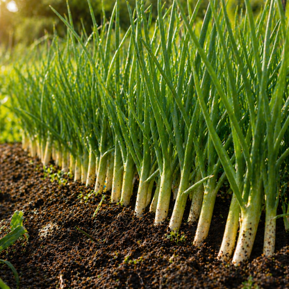 Nebuka Evergreen Bunching Onion Seeds – Heirloom Green Onion Seeds – Cold Hardy Scallions – Cut and Come Again