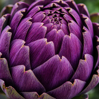 Purple Italian Globe Artichoke Seeds – Heirloom Artichoke Seeds – Large Tender Buds – Gourmet Vegetable Seeds