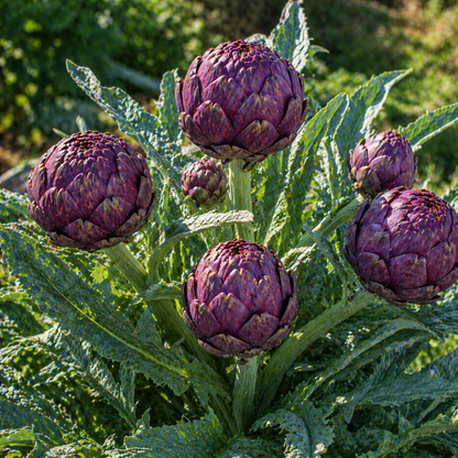 Purple Italian Globe Artichoke Seeds – Heirloom Artichoke Seeds – Large Tender Buds – Gourmet Vegetable Seeds