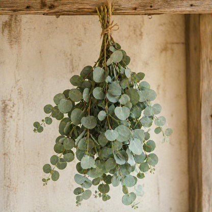 Silver Dollar Eucalyptus Seeds – Heirloom Eucalyptus – Round Leaf Eucalyptus Plant – Fragrant Foliage – Cut Flower & Bouquet