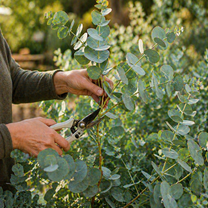Silver Dollar Eucalyptus Seeds – Heirloom Eucalyptus – Round Leaf Eucalyptus Plant – Fragrant Foliage – Cut Flower & Bouquet