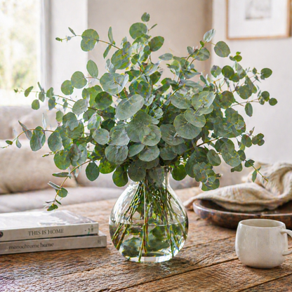 Silver Dollar Eucalyptus Seeds – Heirloom Eucalyptus – Round Leaf Eucalyptus Plant – Fragrant Foliage – Cut Flower & Bouquet