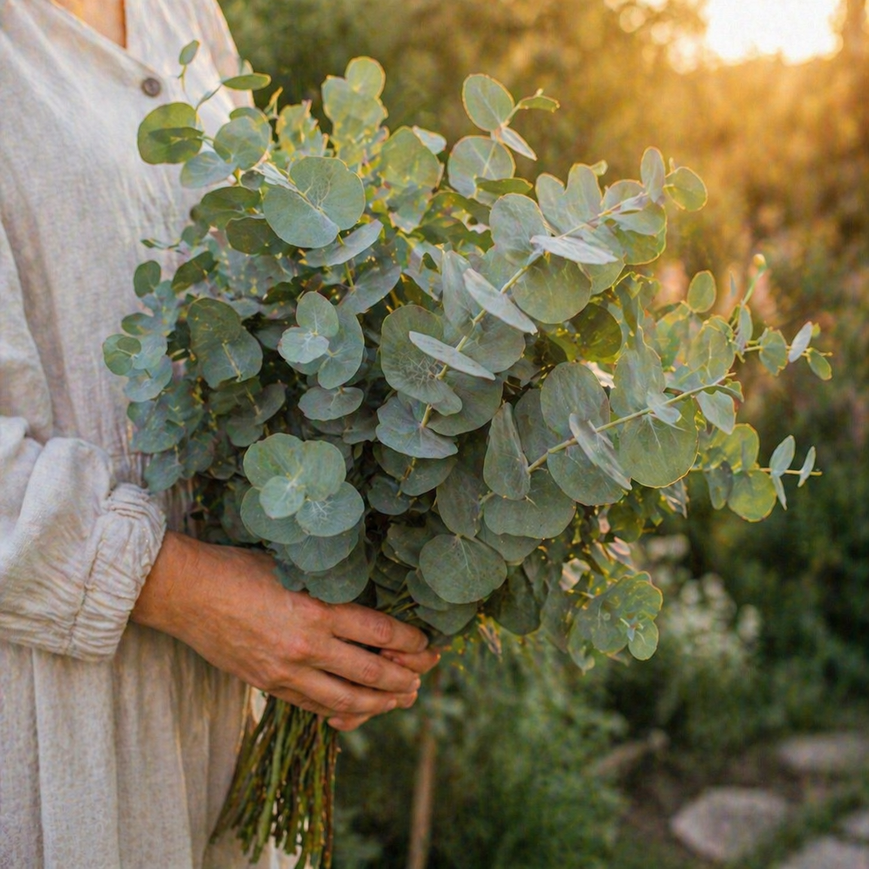 Silver Dollar Eucalyptus Seeds – Heirloom Eucalyptus – Round Leaf Eucalyptus Plant – Fragrant Foliage – Cut Flower & Bouquet