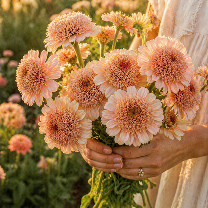 Zinderella Peach Zinnia Seeds – Double Bloom Zinnia – Peach Zinnia Flowers – Cut Flower – Unique Scabiosa Style Zinnias