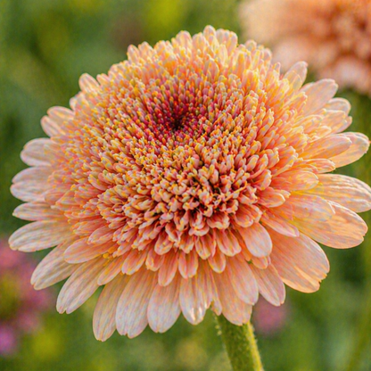 Zinderella Peach Zinnia Seeds – Double Bloom Zinnia – Peach Zinnia Flowers – Cut Flower – Unique Scabiosa Style Zinnias