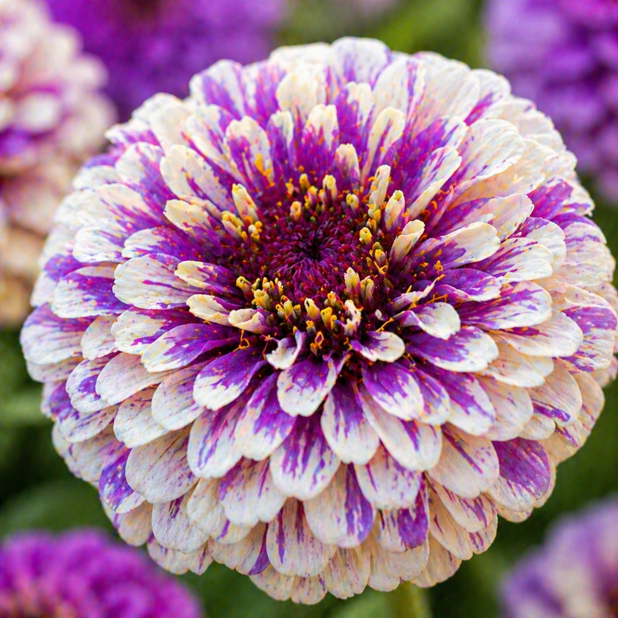 Blueberry Cheesecake Zinnia Seeds – Purple & Cream Zinnias – Unique Bi-Color Zinnia – Cut Flower Garden Seeds