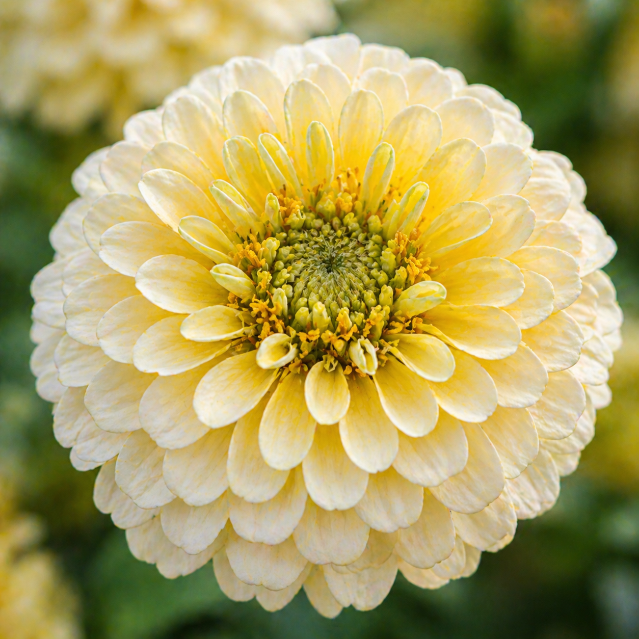 Lemon Meringue Zinnia Seeds – Yellow & Cream Zinnias – Soft Pastel Flowers – Cut Flower Garden Seeds