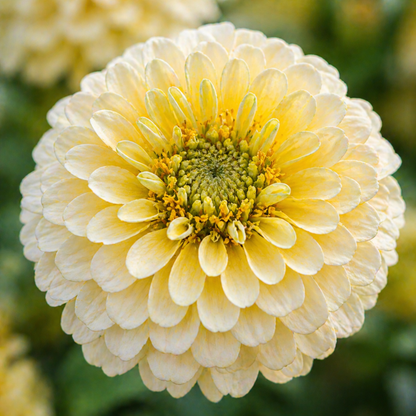 Lemon Meringue Zinnia Seeds – Yellow & Cream Zinnias – Soft Pastel Flowers – Cut Flower Garden Seeds