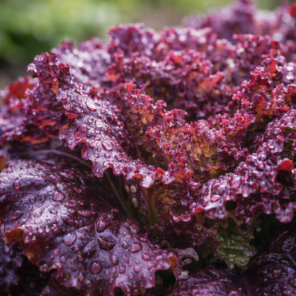 Gabriella Lettuce Seeds – Crisp Green Leaf Lettuce – Heirloom Garden Seeds
