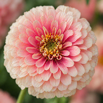 Blushing Bride Zinnia Seeds – Soft Pink & Cream Zinnias – Romantic Pastel Flowers – Cut Flower Garden – Summer Bloom Seeds