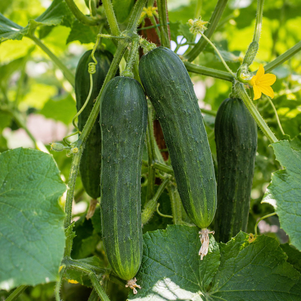Three ripe cucumbers from Sprouts and Petals’ Sumter Organic Cucumber variety hang from a vine surrounded by green leaves and a small yellow flower, growing in a garden.