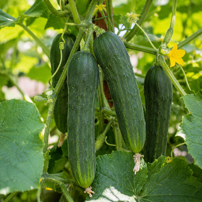 Three ripe cucumbers from Sprouts and Petals’ Sumter Organic Cucumber variety hang from a vine surrounded by green leaves and a small yellow flower, growing in a garden.