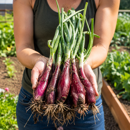 A person holding a bunch of freshly harvested Sprouts and Petals Red Torpedo Onions—an Italian heirloom, sweet mild red onion with roots and stems attached—standing in a garden.