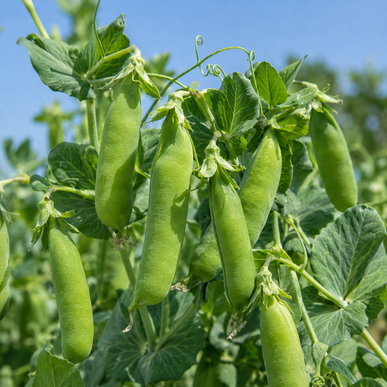 Early Frosty Pea 25+Seeds – Heirloom Early Garden Pea – Sweet Green Shelling Peas