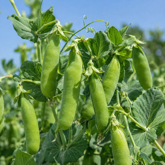 Early Frosty Pea 25+Seeds – Heirloom Early Garden Pea – Sweet Green Shelling Peas