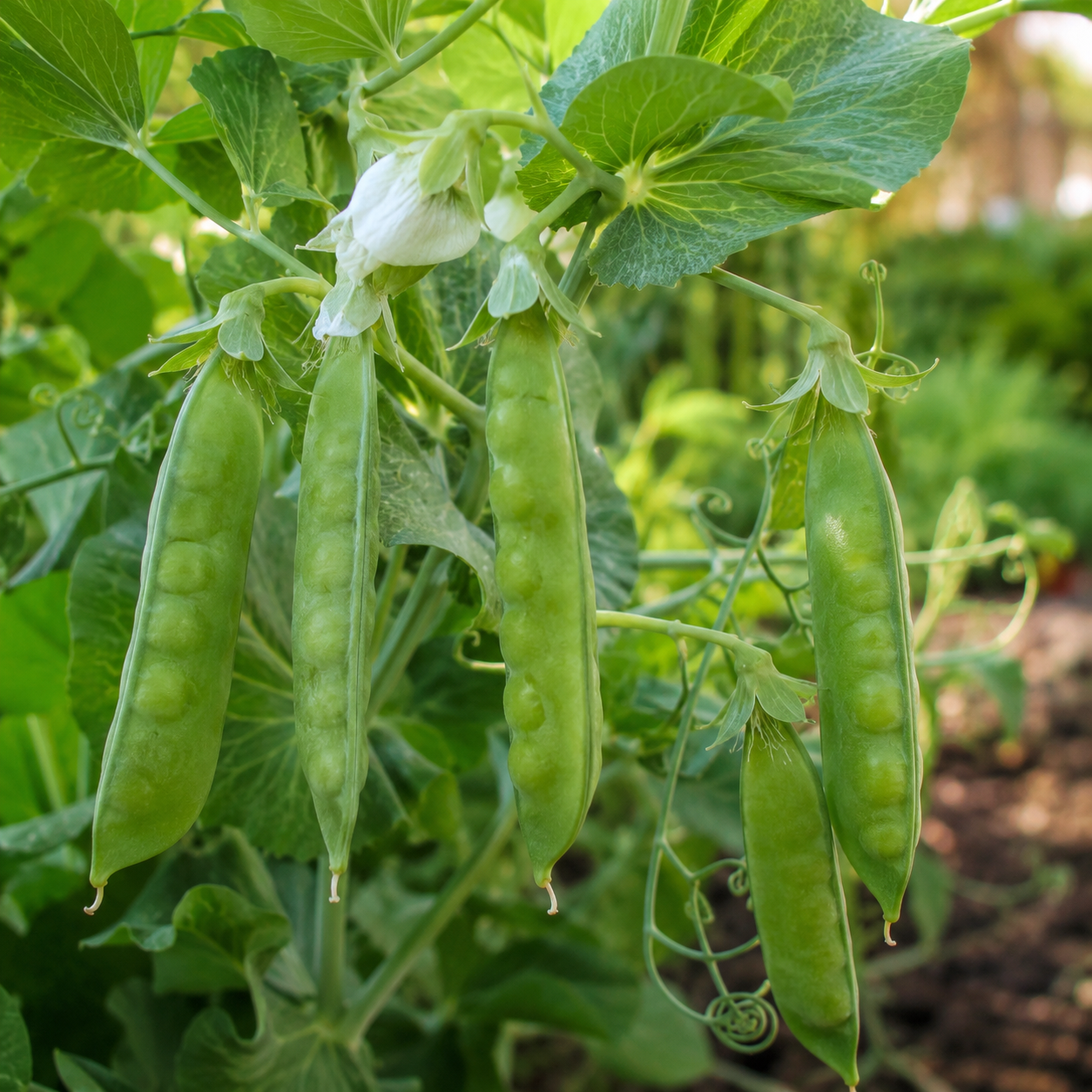 Thomas Laxton Pea 25+ Seeds – Heirloom Sweet Shelling Peas – Early Green Pea