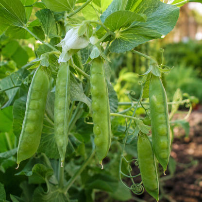 Thomas Laxton Pea 25+ Seeds – Heirloom Sweet Shelling Peas – Early Green Pea