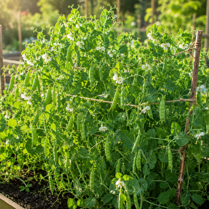 Sugar Ann Snap Pea 25+Seeds – Compact Early Dwarf Sugar Snap Peas – Sweet Edible Pods