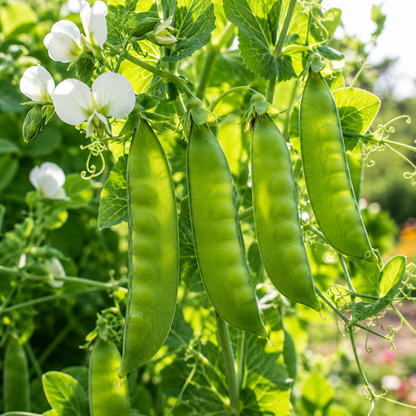 Lincoln Pea 50 Seeds – Heirloom Sweet High Yield Shelling Peas