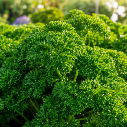 Evergreen Parsley 100+ Seeds – Heirloom Curly Leaf Parsley