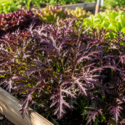 Mizuna Red Streaks Mustard 500+ Seeds – Heirloom Japanese Asian Greens