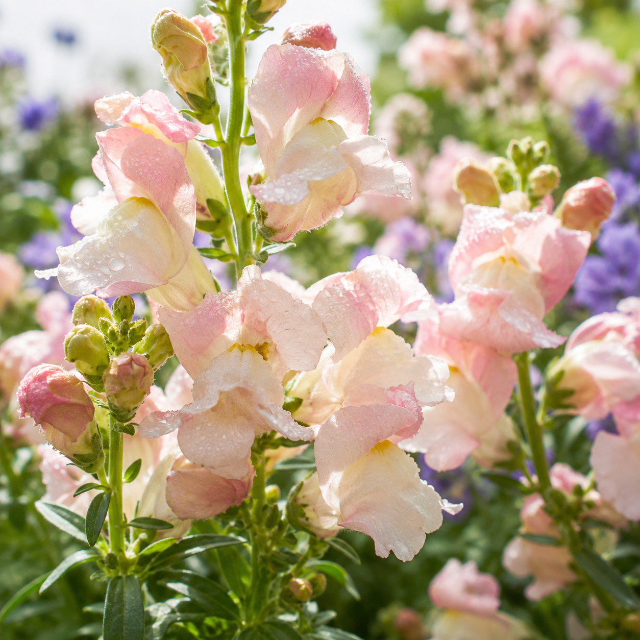 Appleblossom Snapdragon 100+Seeds – Pink & White Snapdragons – Cottage Garden Cut Flower Seeds