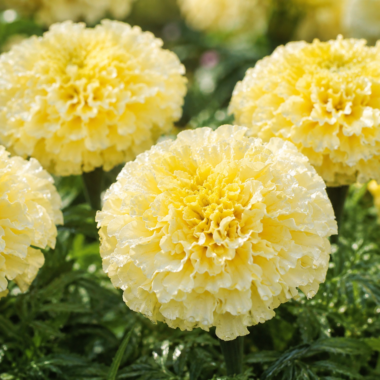 Moonlight African Marigold 25+Seeds – Creamy Yellow Marigold – Large Double Cottage Garden Cut Flowers